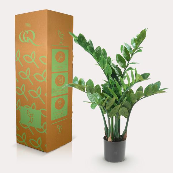 Zamioculcas - Kamerpalm - Kunstplant - ↨70cm