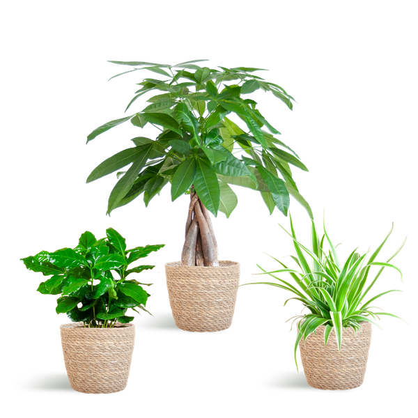 Diervriendelijke Plantenbox - incl. mand Sofia naturel - Ø12cm