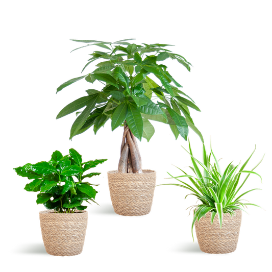 Diervriendelijke Plantenbox - incl. mand Sofia naturel - Ø12cm