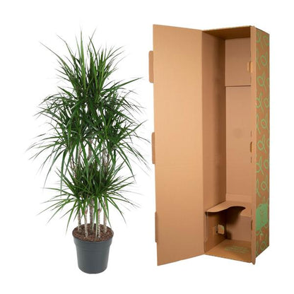 Dracaena Marginata Carrousel - ↨160cm - Ø31cm