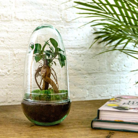 DIY terrarium - Egg Bonsai - ↨25cm