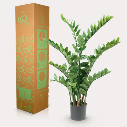 Zamioculcas - Kamerpalm - Kunstplant - ↨110cm