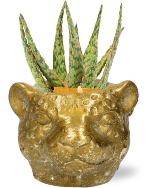 Aloe Hybride (Ø10,5cm x ↨15cm) incl. Luipaard pot Goud (Ø12cm x ↨9,5cm)