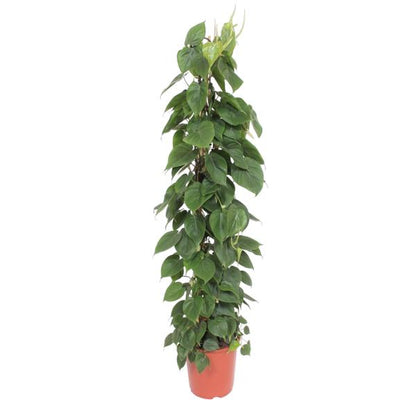 Philodendron Scandens gaasrek - ↨150cm - Ø27cm