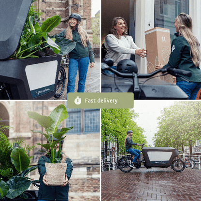 Makkelijke plantenbox - 4 kamerplanten - ↨40 a 85cm - Ø14 a 17cm