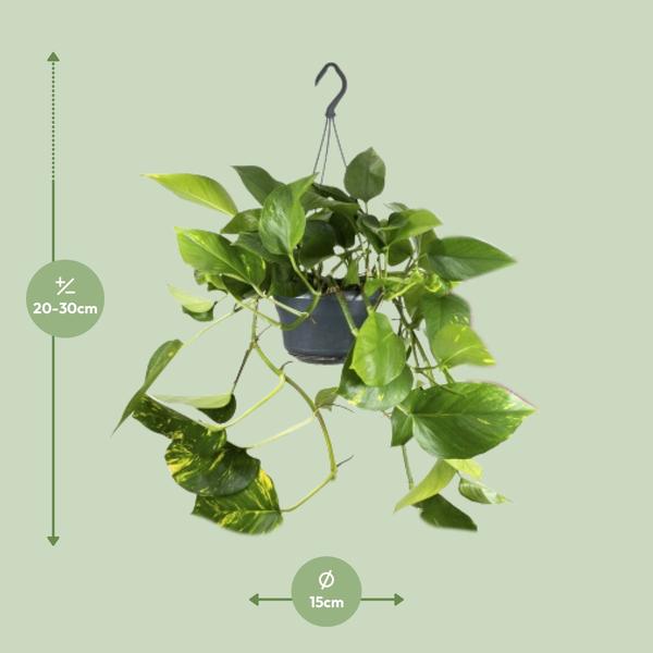 Epipremnum Aureum  - ↨25cm - Ø15cm
