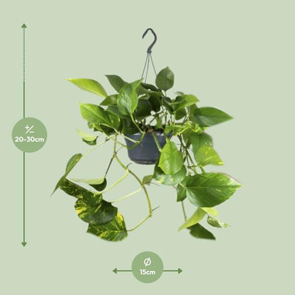 Epipremnum Aureum  - ↨25cm - Ø15cm