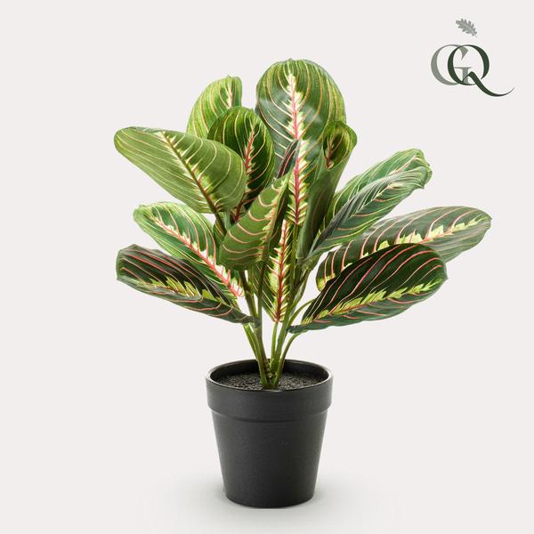 Marantha Fascinator - 10 gebodenplant - Kunstplant - ↨25cm