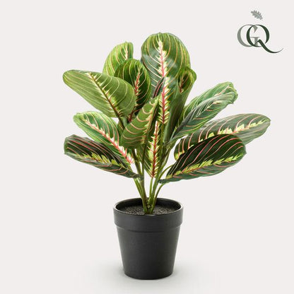 Marantha Fascinator - 10 gebodenplant - Kunstplant - ↨25cm