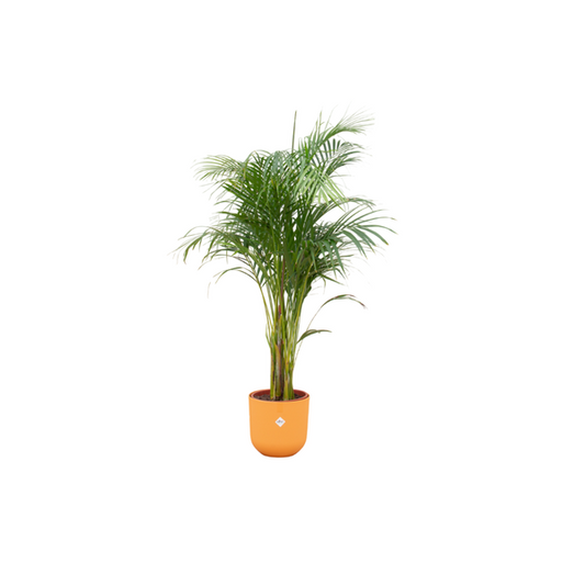 Areca palm incl. pot Geel - ↨140cm - Ø26cm