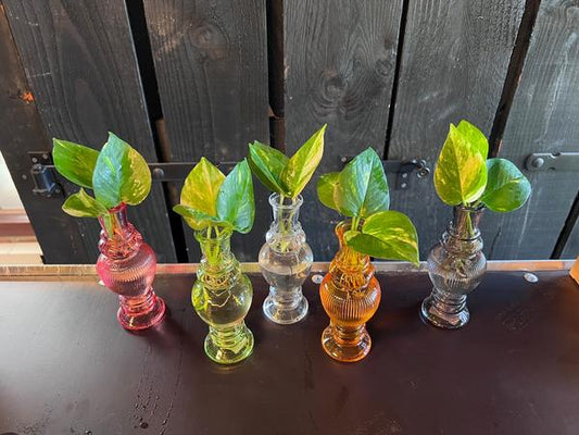Kamerplanten Mix in Venice Glas - 6 stuks - ↨20cm - Ø7cm