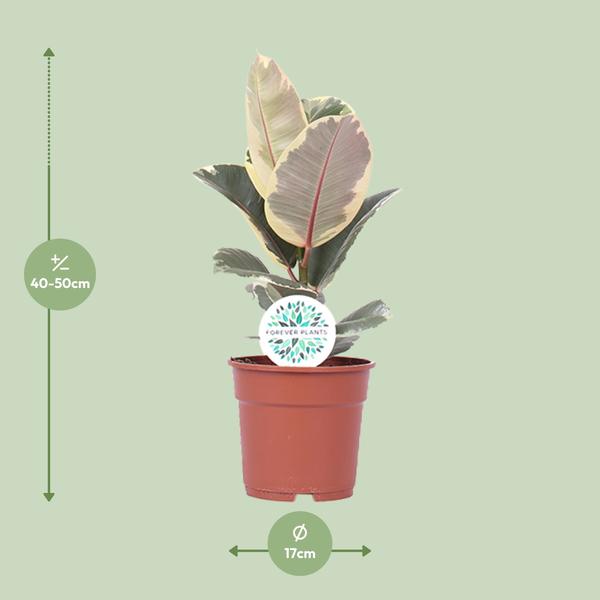 Ficus Elastica Tineke - ↨50cm - Ø17cm