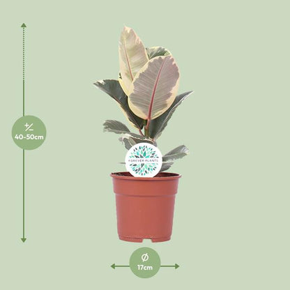 Ficus Elastica Tineke - ↨50cm - Ø17cm