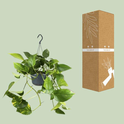 Epipremnum Aureum  - ↨25cm - Ø15cm