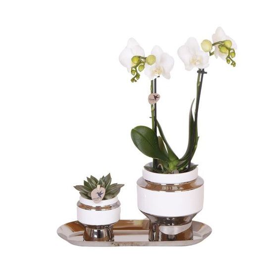 Set van witte orchidee en Succulent op zilveren dienblad