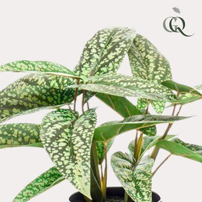 Calathea Dots - Schaduwplant - Kunstplant - ↨38cm