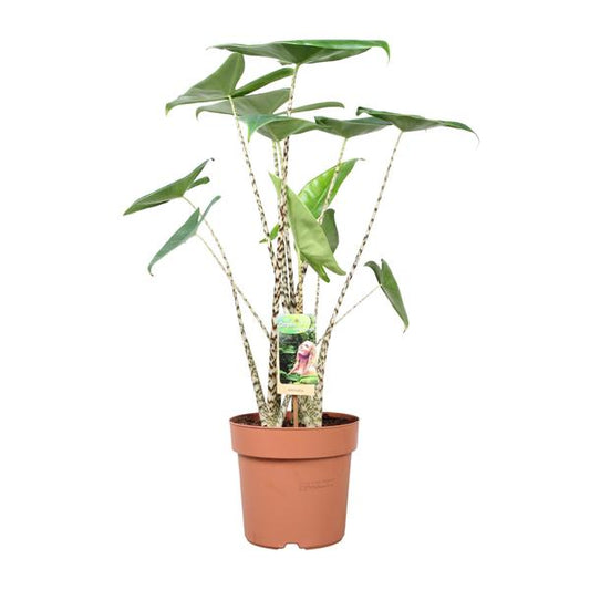 Alocasia Zebrina - ↨80cm - Ø21cm