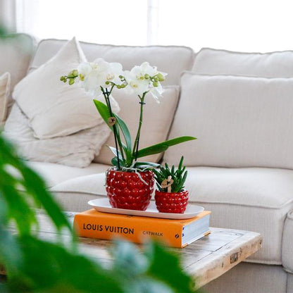 Plantenset Optimisme small - Groene planten met witte Phalaenopsis orchidee in Optimism sierpotten en witte dienblad