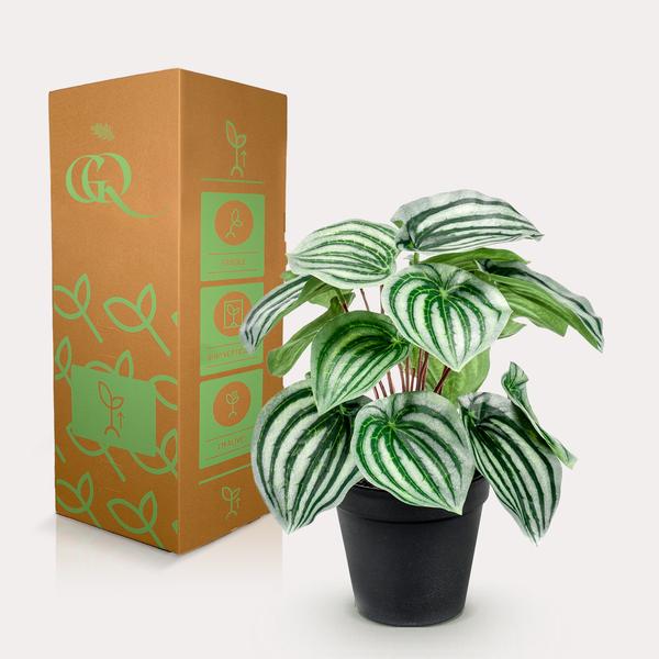 Peperomia Argyreia - Watermelon - Kunstplant - ↨25cm