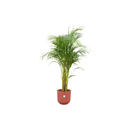 Areca palm incl. pot Rood - ↨140cm - Ø26cm