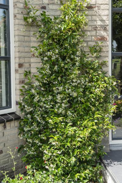 Trachelospermum 'Star of Venice' - Toscaanse Jasmijn Wit - ↨65cm - Ø15cm