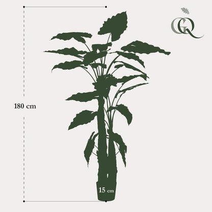 Alocasia - Olifantsoor - Kunstplant - ↨180cm