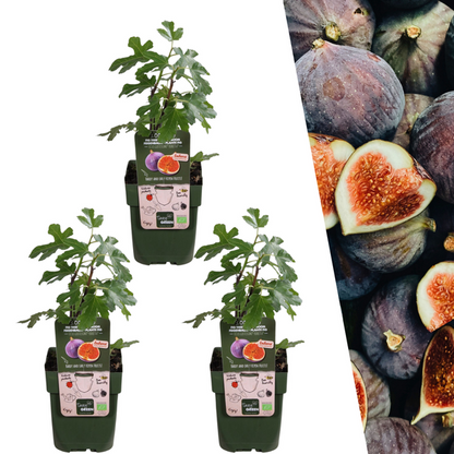 Biologische Vijgenbomen 3 stuks - ↨20cm - Ø13