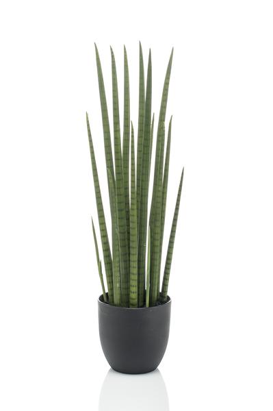 Sanseveria Cylindrica - Vrouwentong - Kunstplant - ↨70 cm