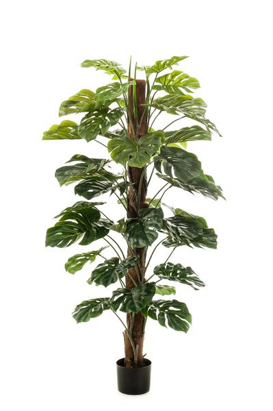 Monstera Deliciosa - kunstplant - ↨150cm