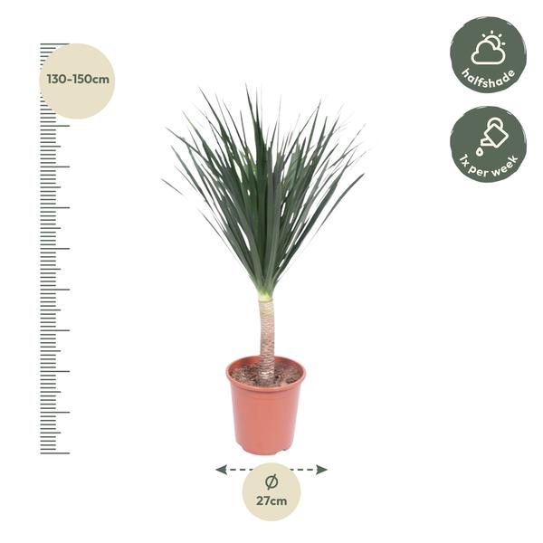 Dracaena Draco - ↨140cm - Ø27cm