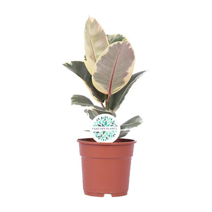 Ficus Elastica Tineke - ↨50cm - Ø17cm