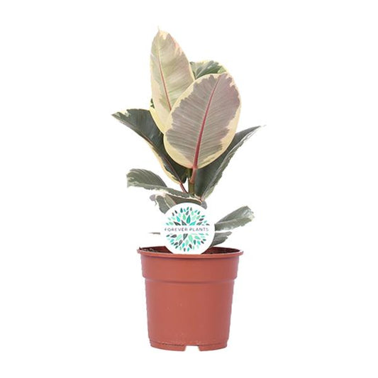 Ficus Elastica Tineke - ↨50cm - Ø17cm