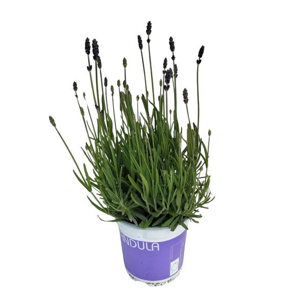Lavendel Lavandula Hidcote Blue Blauw - ↨20cm - Ø12cm