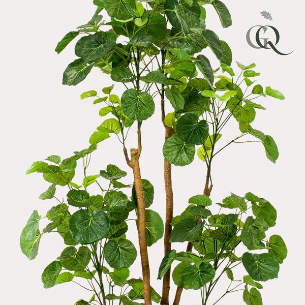 Polyscias - Aralia - Kunstplant - ↨160cm