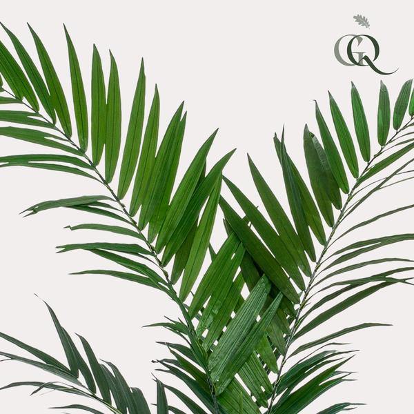 Kentia - Kentiapalm - Kunstplant - ↨150cm