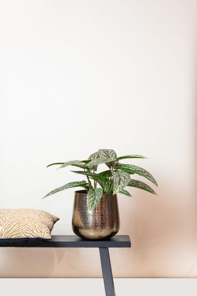 Calathea Dots - Schaduwplant - Kunstplant - ↨38cm