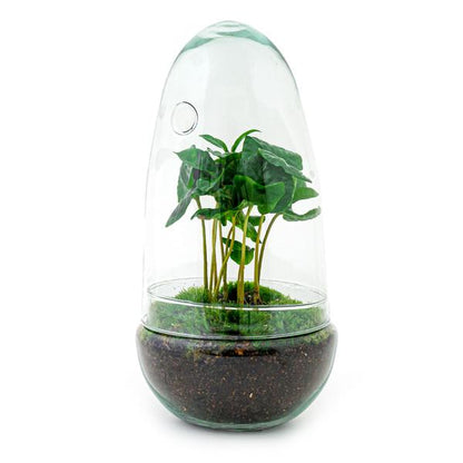 DIY terrarium - Egg Coffea Arabica - ↨25cm