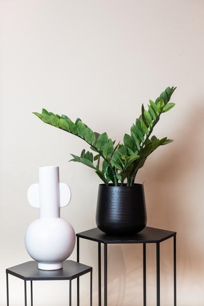 Zamioculcas - Kamerpalm - Kunstplant - ↨70cm