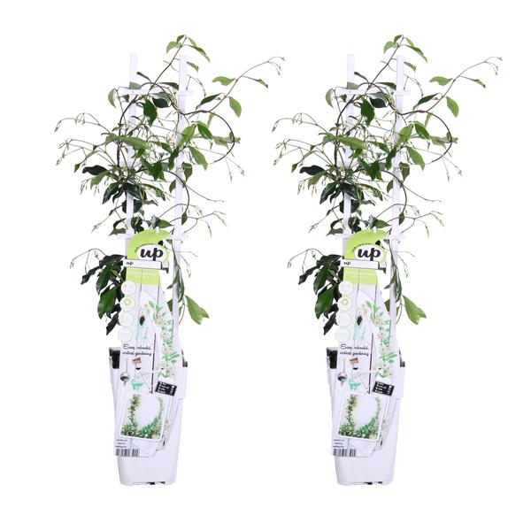Trachelospermum 'Star of Venice' - 2 stuks - ↨65cm - Ø15cm