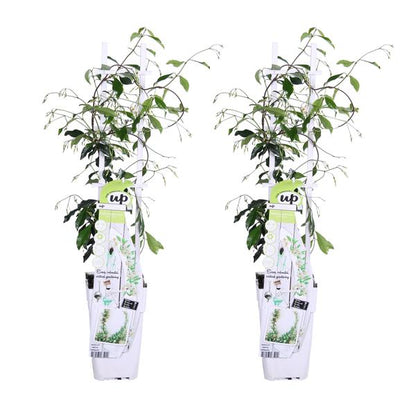 Trachelospermum 'Star of Venice' - 2 stuks - ↨65cm - Ø15cm