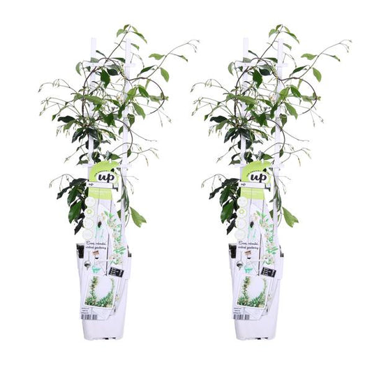 Trachelospermum 'Star of Venice' - 2 stuks - ↨65cm - Ø15cm