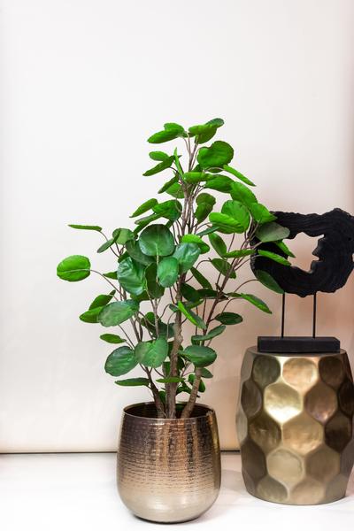 Polyscias - Aralia - Kunstplant - ↨105cm