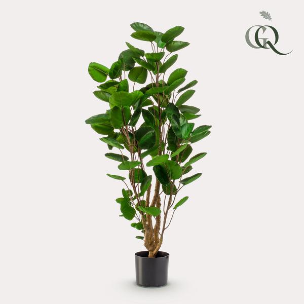Polyscias - Aralia - Kunstplant - ↨105cm