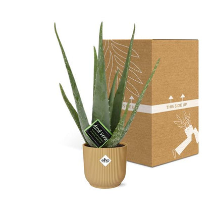 Aloe Vera - ↨45cm - Ø12cm - incl. pot Geel - Ø14cm