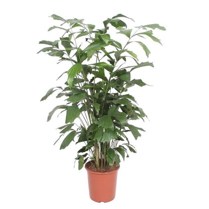 Caryota Mitis - ↨140cm - Ø27cm