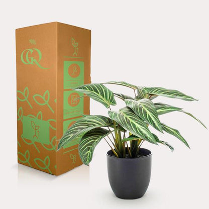 Calathea Zebrina - Schaduwplant - Kunstplant - ↨38 cm