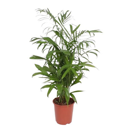 Chamaedorea Seifrizii - ↨140cm - Ø27cm