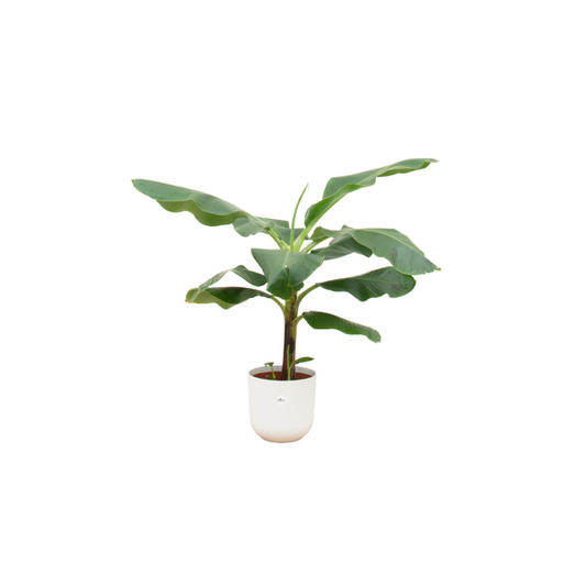 Bananenplant - Musa - incl. pot Wit- ↨100cm - Ø23cm