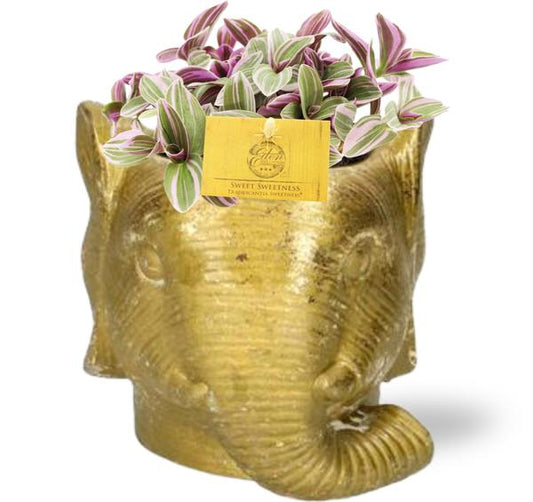 Tradescantia Sweetness (Ø10,5cm x ↨10cm) incl. Olifant pot Goud (Ø12cm x ↨10cm)