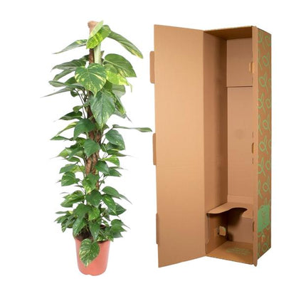 Epipremnum Aureum mosstok - ↨150cm - Ø27cm